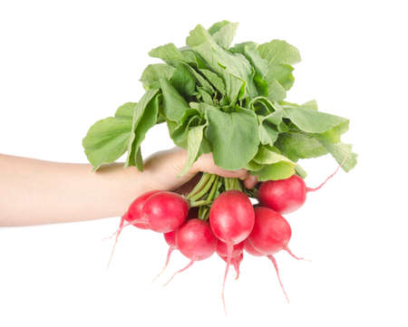 Hand Holding Bunch of Fresh Radishes Isolated on White Backgroundの写真素材