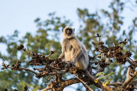 A Gray Langur staring from a tree branch in Mudumalai Tiger Reserveの写真素材