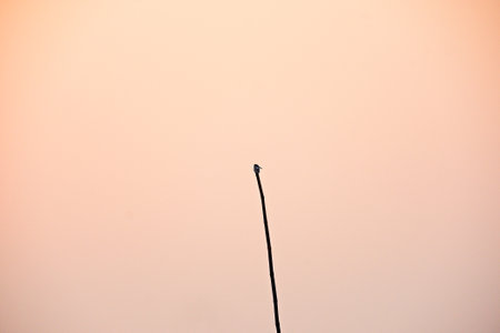 Fishing rod in the sea at sunset. Selective focus.の写真素材