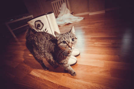 beautiful European cat in front on a black backgroundの写真素材