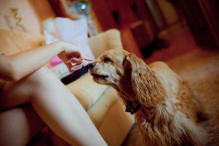 small dogの写真素材