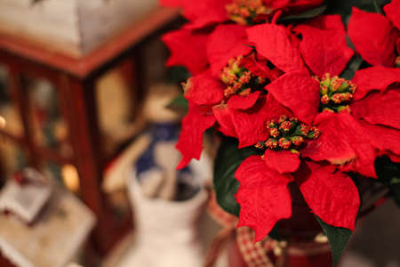 Interior Christmas home decoration on the table.の写真素材