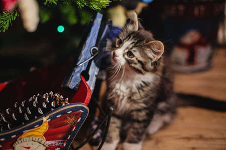 Decorated Christmas tree on  blurred, sparkling and fairy backgroundの写真素材
