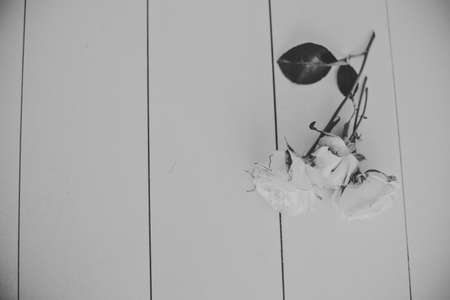 a lone rose lies on a white backgroundの写真素材