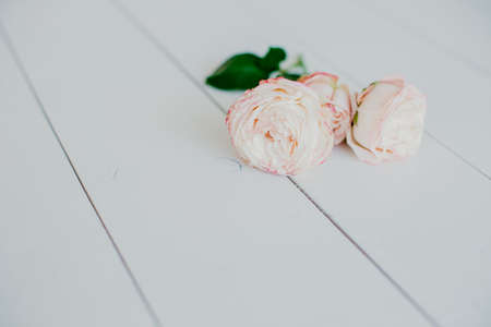 a lone rose lies on a white backgroundの写真素材
