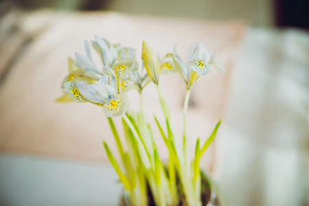 spring decor for decoration of holiday