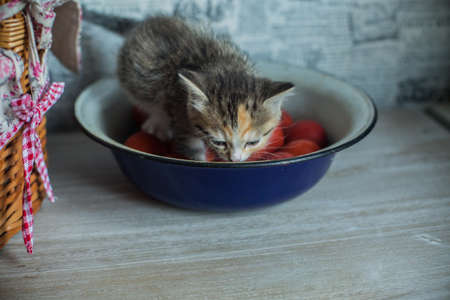 the basket and the cat in the basketの写真素材