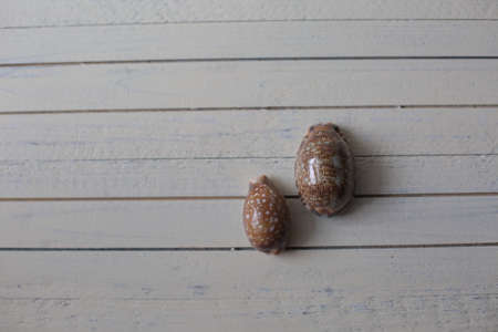 Marine items on a wooden boards on sandy backgroundの写真素材