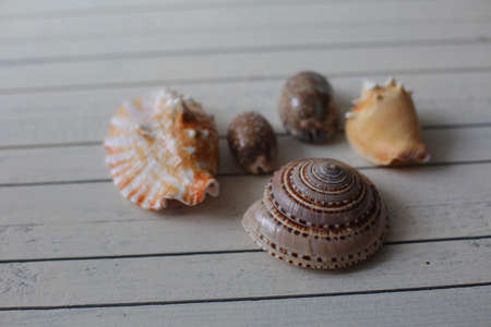Marine items on a wooden boards on sandy background