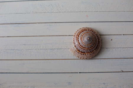 Marine items on a wooden boards on sandy backgroundの写真素材