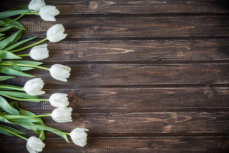 white tulips on white wooden backgroundの写真素材