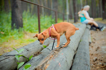 red dog in the foreground and the couple in the backgroundの写真素材