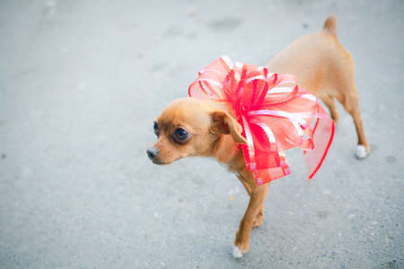 puppy tied with a bow as a gift from menの写真素材