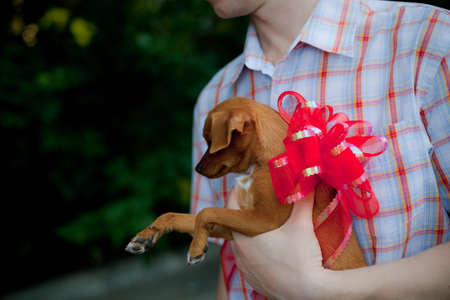 puppy tied with a bow as a gift from menの写真素材