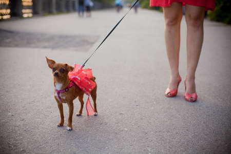 Terrier dog on a leash for a walk with its ownerの写真素材