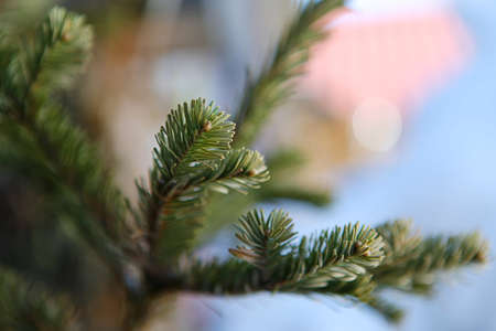Fir branch close up against the skyの写真素材