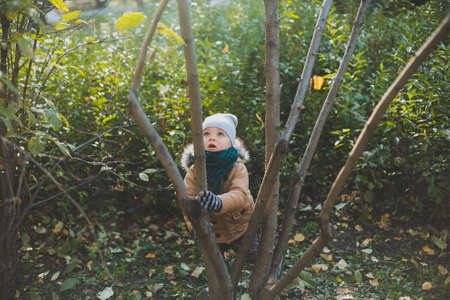 a little boy playing in autumn forest, collecting leaves