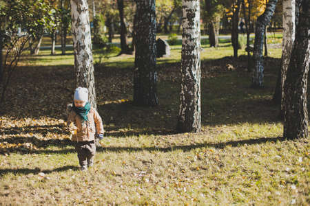 a little boy playing in autumn forest, collecting leavesの写真素材