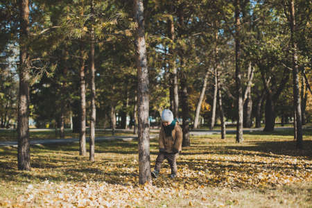 a little boy playing in autumn forest, collecting leavesの写真素材