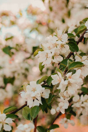 blooming flowers on tree branches close up.