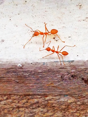 Antsの素材