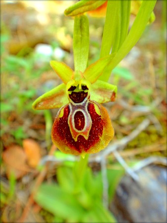 Ophrys apifera bee orchid macro flower in blossom background and wallpapers in top high quality printsの写真素材