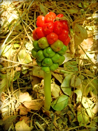 Dracunculus vulgaris wild flower in blossoming background and wallpapers in top high quality printsの写真素材