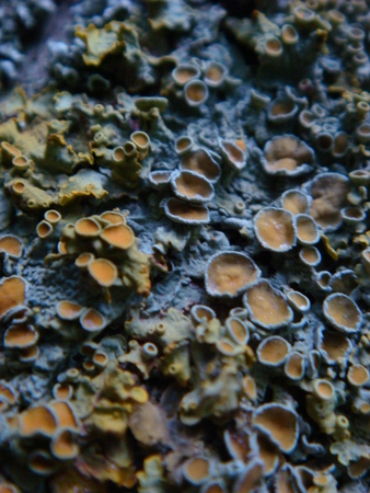 Symbiotic association of fungi and algaeの写真素材