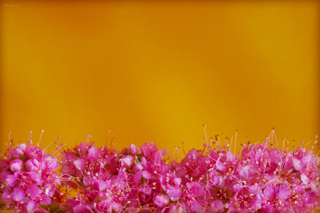 Pink beautiful flower blossom macro background and wallpapers in top high quality printsの写真素材