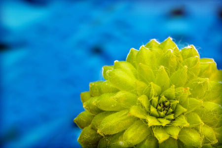 Green seccullent macro flower in blue background and wallpapers in top high quality printsの写真素材