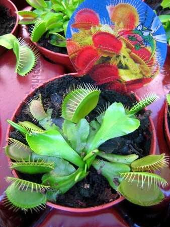 Dionaea muscipula flower macro background wallpaper fine art printsの写真素材