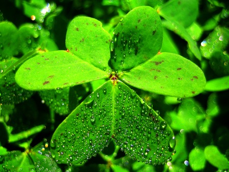 Water drops on grass leaf background wallpaper fine art printsの写真素材