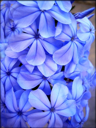 Plumbago flower background wallpaper fine art prints