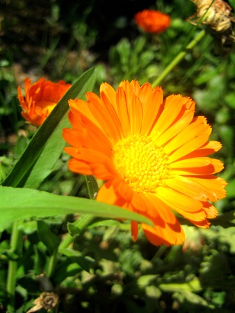 Calendula officinalis flower macro background and wallpaper fine art printsの写真素材