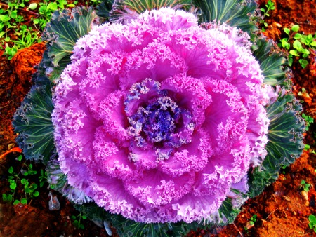 Salat flower for decoration background wallpaper fine art printsの写真素材