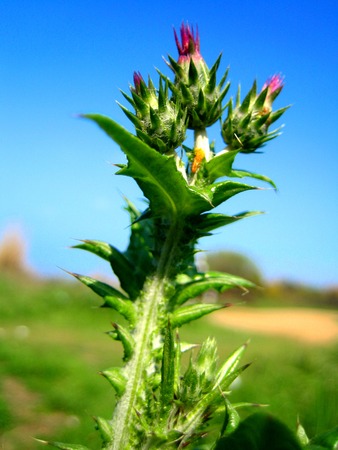 Onopordum acanthium wild flowers background wallpaper fine art printsの写真素材