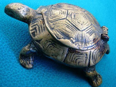 Turtle smoking ashes macro backgroundの写真素材