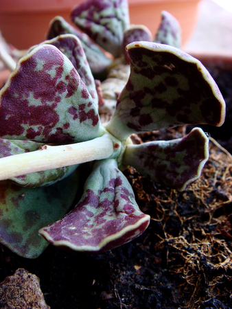 Tropical plants macro cactus and succulents backgrounds wallpapers fine art prints.の写真素材