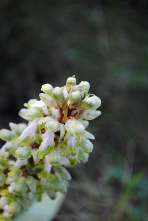 Barlia robertiana wild macro flower orchidaceae family background wallpaper fine prints productsの写真素材