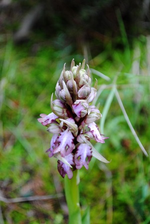Barlia robertiana wild macro flower orchidaceae family background wallpaper fine prints productsの写真素材