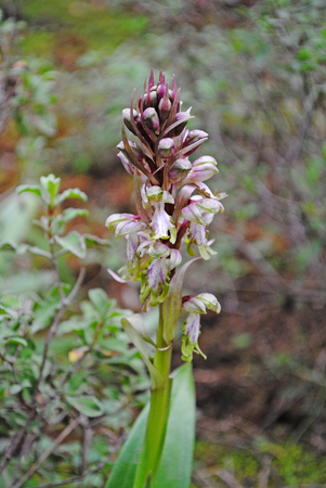 Barlia robertiana wild macro flower orchidaceae family background wallpaper fine prints productsの写真素材