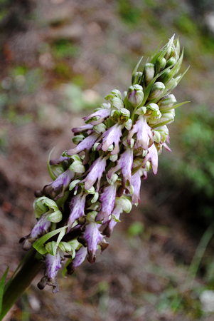Barlia robertiana wild macro flower orchidaceae family background wallpaper fine prints productsの写真素材