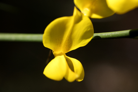 Cytisus wild flower blossom macro background fine art in high quality prints products 50,6 Megapixelsの写真素材