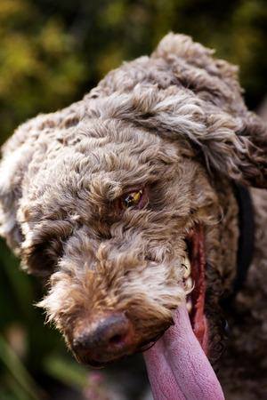 Super cute dog portrait Lagotto romagnole macro background fine art in high quality prints products 50,6 Megapixelsの写真素材