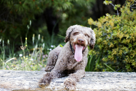 Super cute dog portrait Lagotto romagnole macro background fine art in high quality prints products 50,6 Megapixelsの写真素材