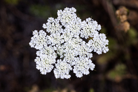 Tordylium maximum beautiful flower macro background fine art in high quality prints products 50,6...