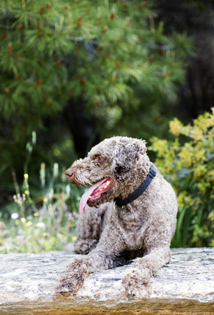 Super cute dog portrait Lagotto romagnole macro background fine art in high quality prints products 50,6 Megapixelsの写真素材