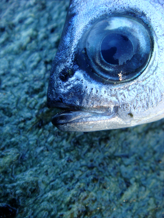 Fish face macro portrait background wallpaper high quality prints productsの写真素材