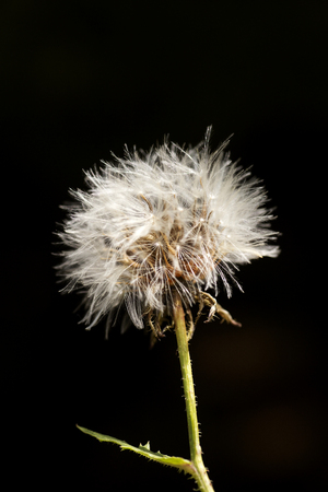 Dandelion flower extreme macro background fine art in high quality prints products 50,6 Megapixelsの写真素材