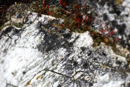 Lichens on rocks Beach macro background wallpaper high quality prints 50,6 Megapixelsの写真素材